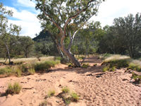 Chain of Ponds walk - it's easy going to start with